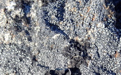 Rhizocarpon geminatum