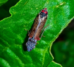 Homalodisca elongata