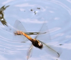 Orthetrum pruinosum neglectum