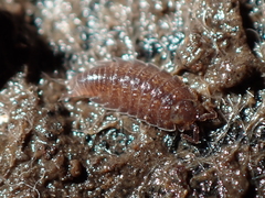 Scyphoniscus waitatensis