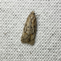 Acantholena siccella
