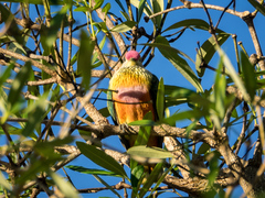 Ptilinopus regina ewingii