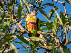 Ptilinopus regina ewingii