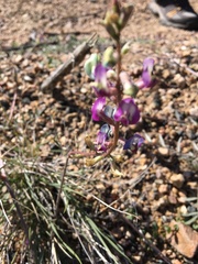 Astragalus arizonicus