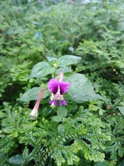 Cuphea calaminthifolia