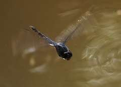 Potamarcha congener