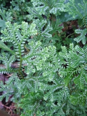 Selaginella uncinata