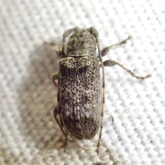 Ecyrus
