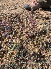 Astragalus arizonicus