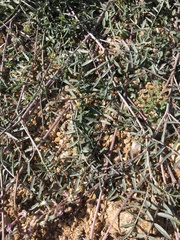 Astragalus arizonicus