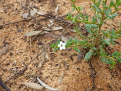 Cyphanthera myosotidea
