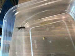 Pseudoneoponera rufipes