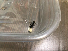 Pseudoneoponera rufipes