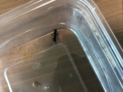 Pseudoneoponera rufipes