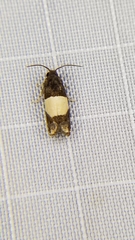 Epiblema tripartitana