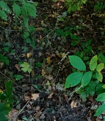 Scutellaria altissima