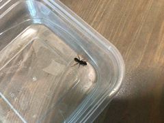 Pseudoneoponera rufipes