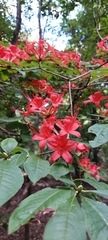 Rhododendron prunifolium