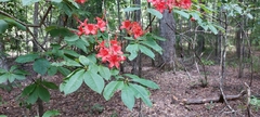 Rhododendron prunifolium