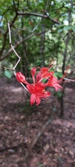 Rhododendron prunifolium