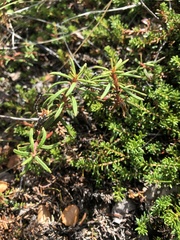 Rhododendron tomentosum