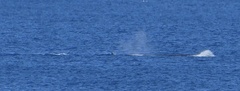 Physeter macrocephalus