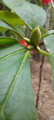 Rhododendron prunifolium