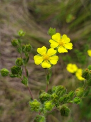 Potentilla recta obscura