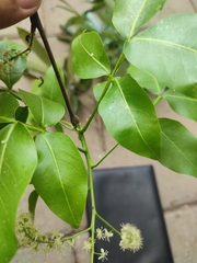 Melicoccus bijugatus