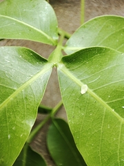 Melicoccus bijugatus