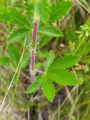 Potentilla recta obscura