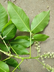 Melicoccus bijugatus