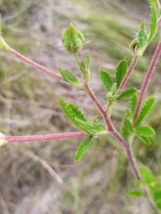 Potentilla recta obscura