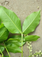 Melicoccus bijugatus