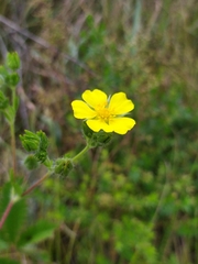 Potentilla recta obscura