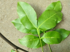 Melicoccus bijugatus