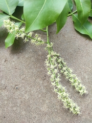 Melicoccus bijugatus