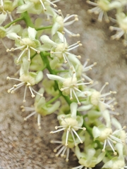 Melicoccus bijugatus