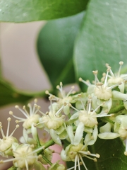 Melicoccus bijugatus