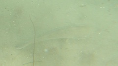 Menticirrhus