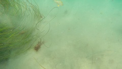 Menticirrhus