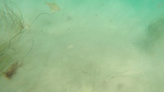Menticirrhus