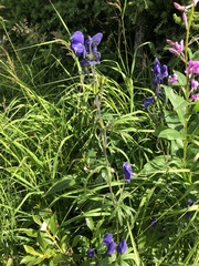 Aconitum delphiniifolium