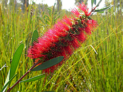 Melaleuca pachyphylla