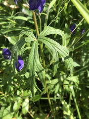 Aconitum delphiniifolium