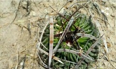 Echinofossulocactus phyllacanthus