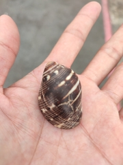 Ellobiidae