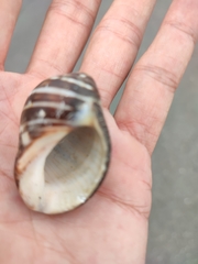 Ellobiidae