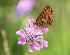 Boloria aquilonaris