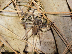 Heteropoda tetrica